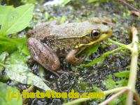 /home//u458753944/public_html/sourcegallery//Frogs/Mixed frogs/DSCN3373.JPG
